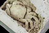 Fossil Crab (Potamon) Preserved in Travertine - Turkey #112348-5